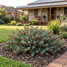 Prostrate Burgundy Emu Bush
