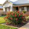 Prostrate One-sided Bottlebrush