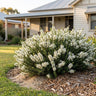 Prostrate Tick Bush