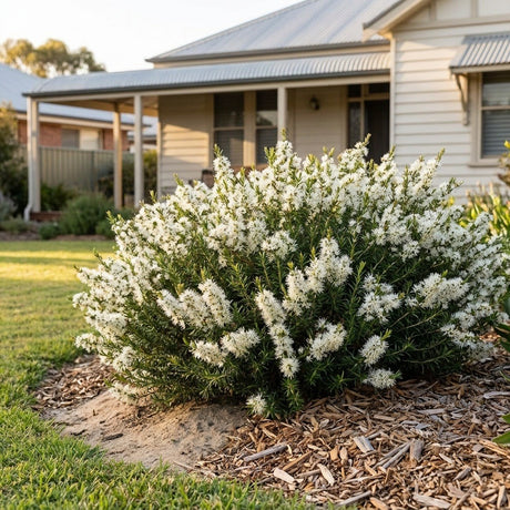 Prostrate Tick Bush