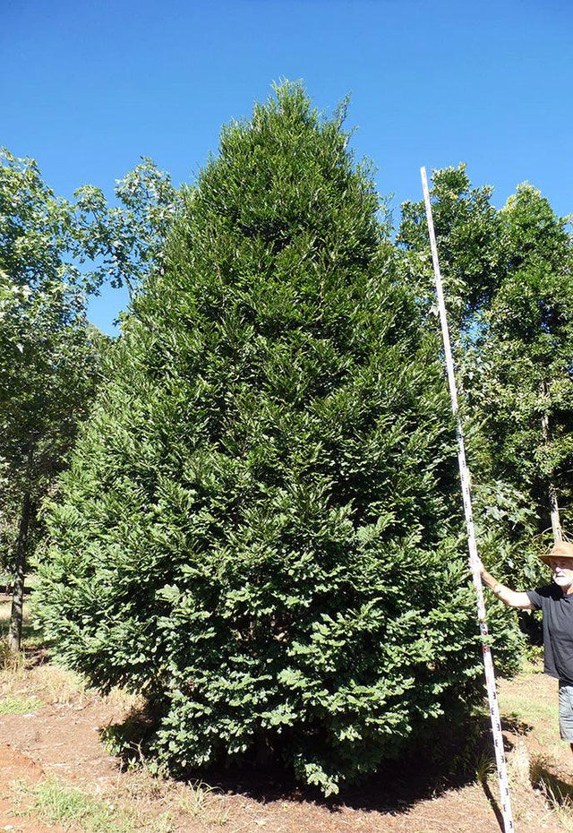 PRUMNOPITYS ladei (Mt. Spurgeon Black Pine) - Ex Ground - Brisbane Plant Nursery