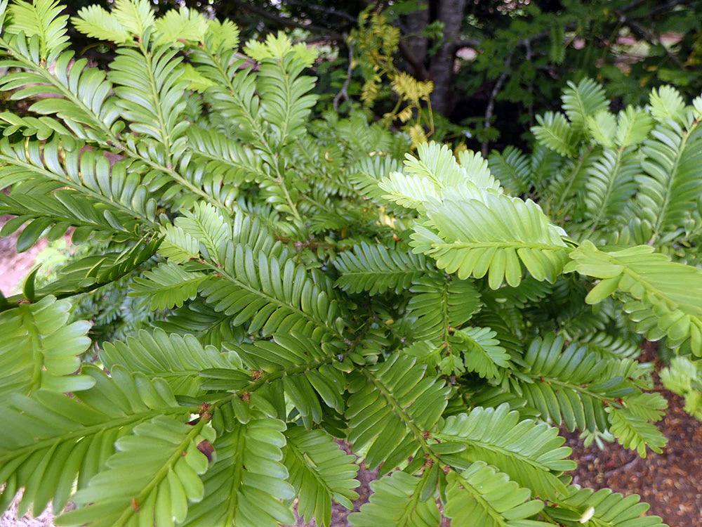 PRUMNOPITYS ladei (Mt. Spurgeon Black Pine) - Ex Ground - Brisbane Plant Nursery