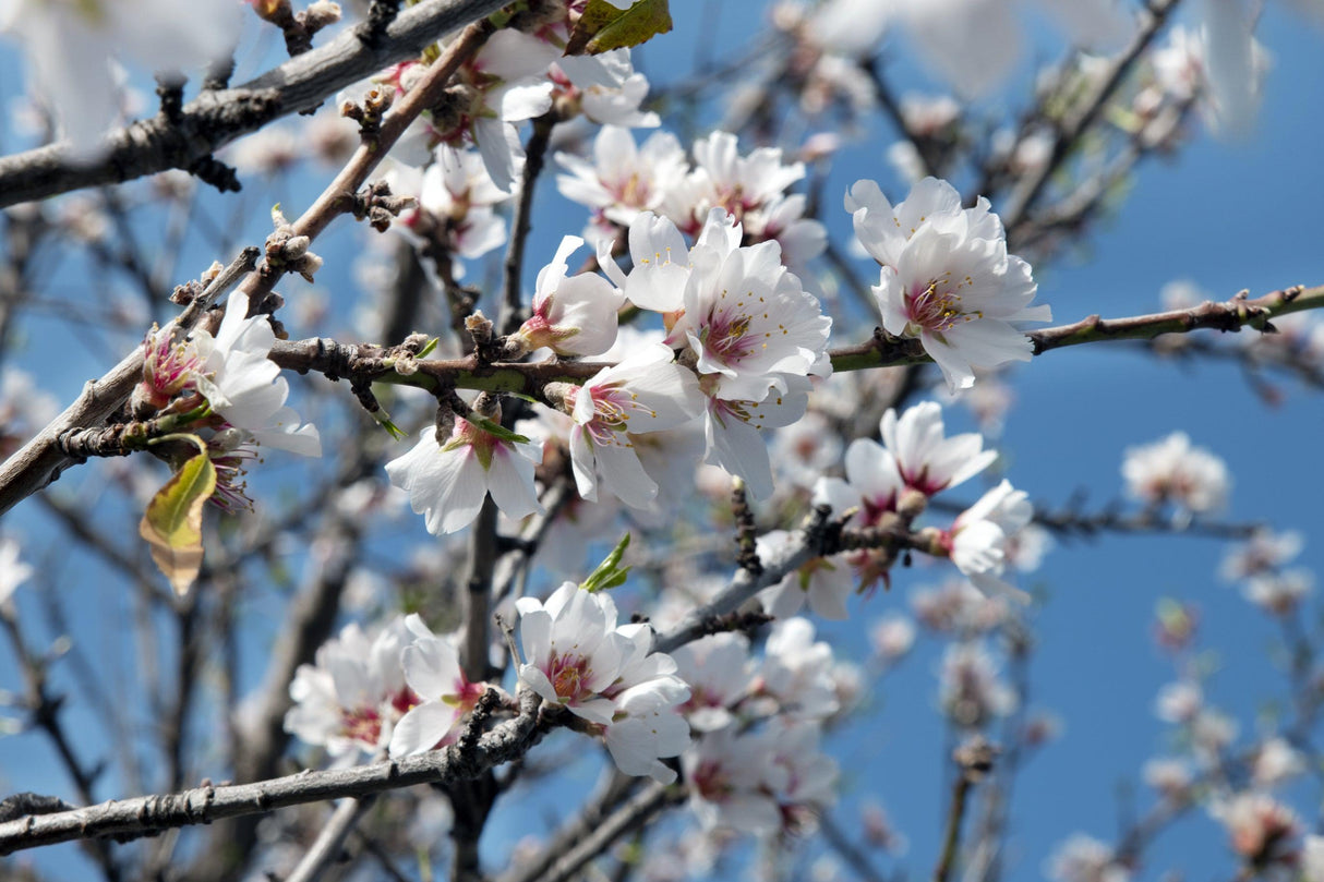 Sweet Almond Tree - Prunus dulcis - Brisbane Plant Nursery