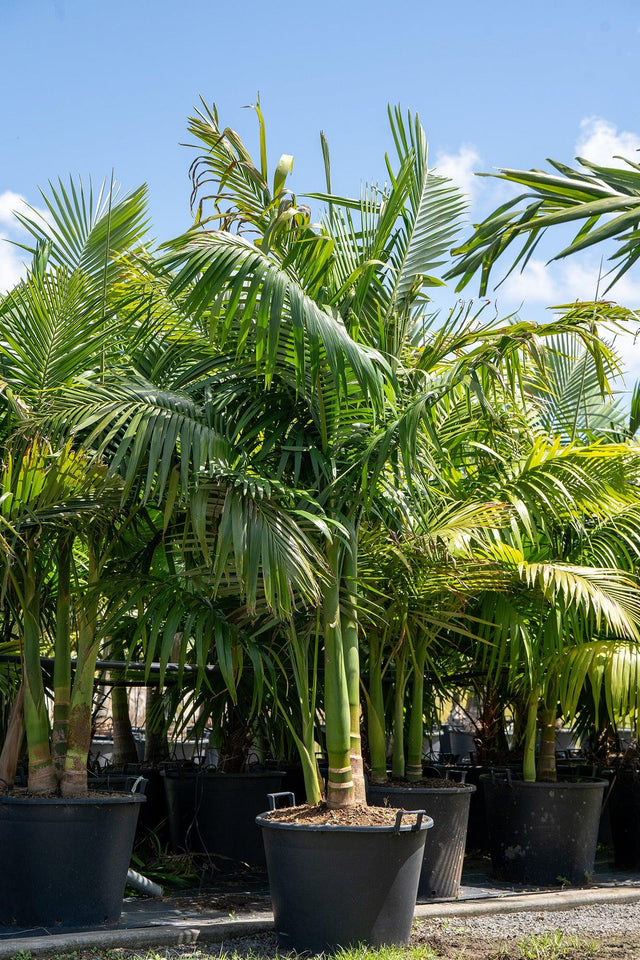 Solitaire Palm - Ptychosperma elegans - Brisbane Plant Nursery