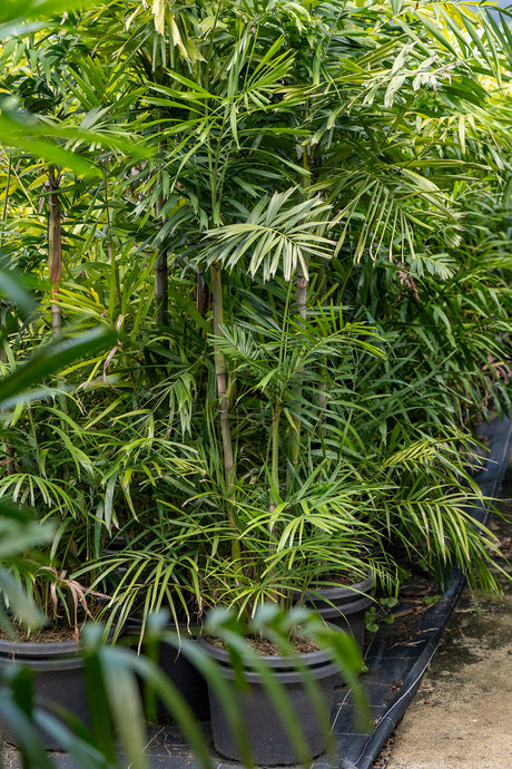 Small Fruited Palm - Ptychosperma microcarpum - Brisbane Plant Nursery