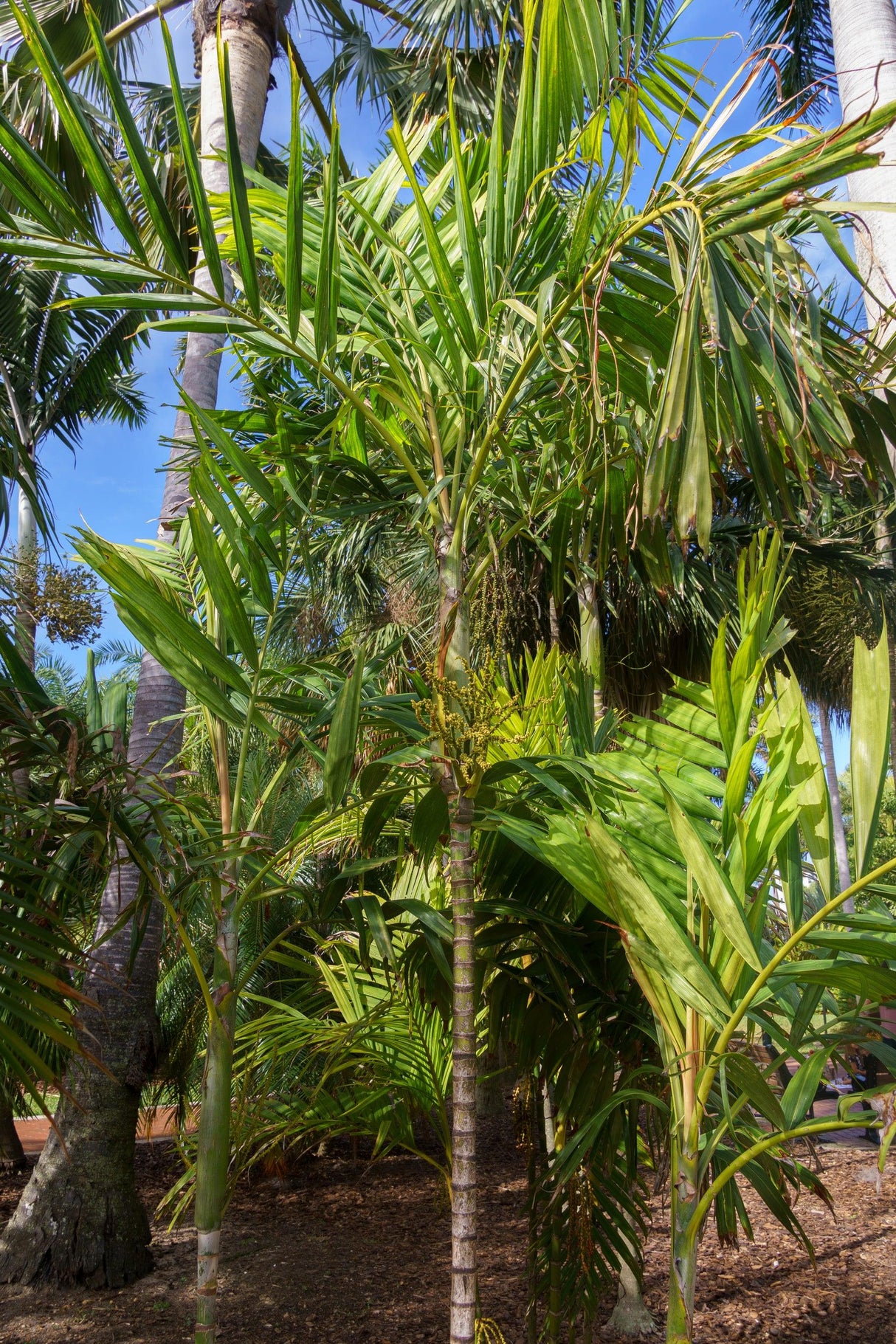 Small Fruited Palm - Ptychosperma microcarpum - Brisbane Plant Nursery