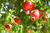 Pomegranate Tree - Punica granatum - Brisbane Plant Nursery