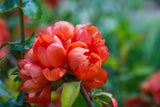 Pomegranate Tree - Punica granatum - Brisbane Plant Nursery