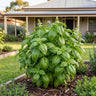 Pure Italian™ Basil