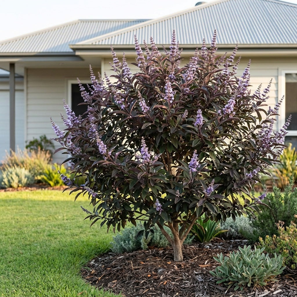 Purple Chaste Tree - Vitex trifolia 'Purpurea'