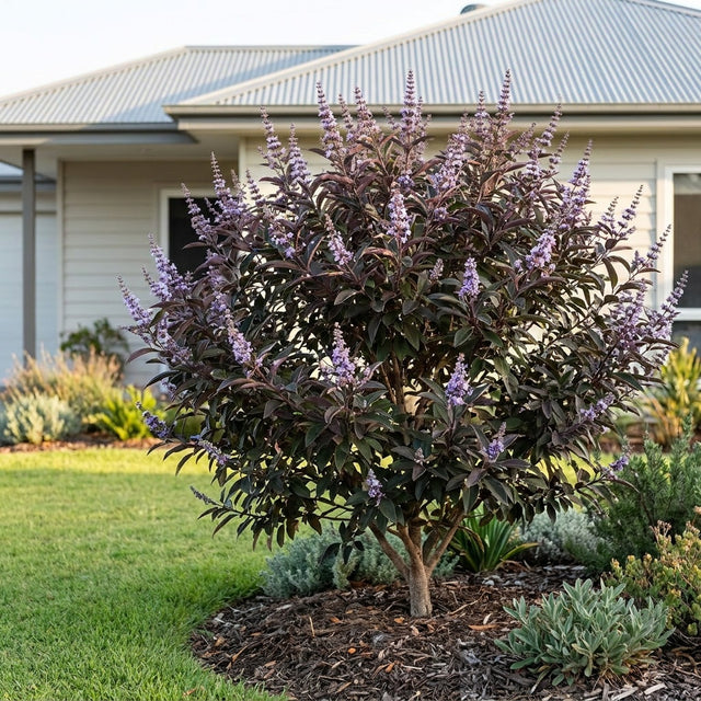 Purple Chaste Tree - Vitex trifolia 'Purpurea'