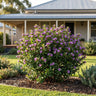 Purple Dazzler Barleria