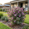Purple Gem Barleria