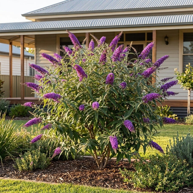 Buddleia (Buddleja davidii)