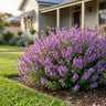 Purple Haze Rough Mint Bush