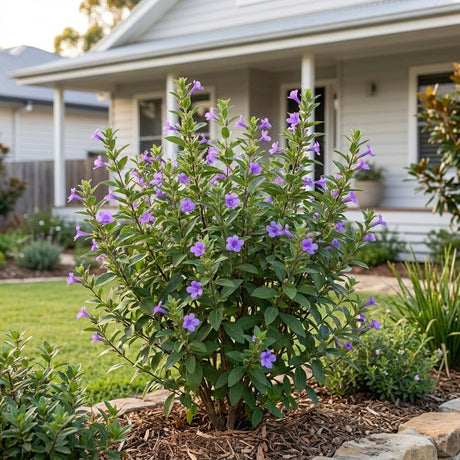 Philippine Violet (Barleria cristata)