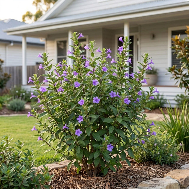 Purple Philippine Violet (Barleria cristata 'Purple') growing in a mulched garden bed in front of an Australian home