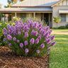 Purple Plumed Featherflower