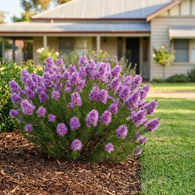 Purple Plumed Featherflower