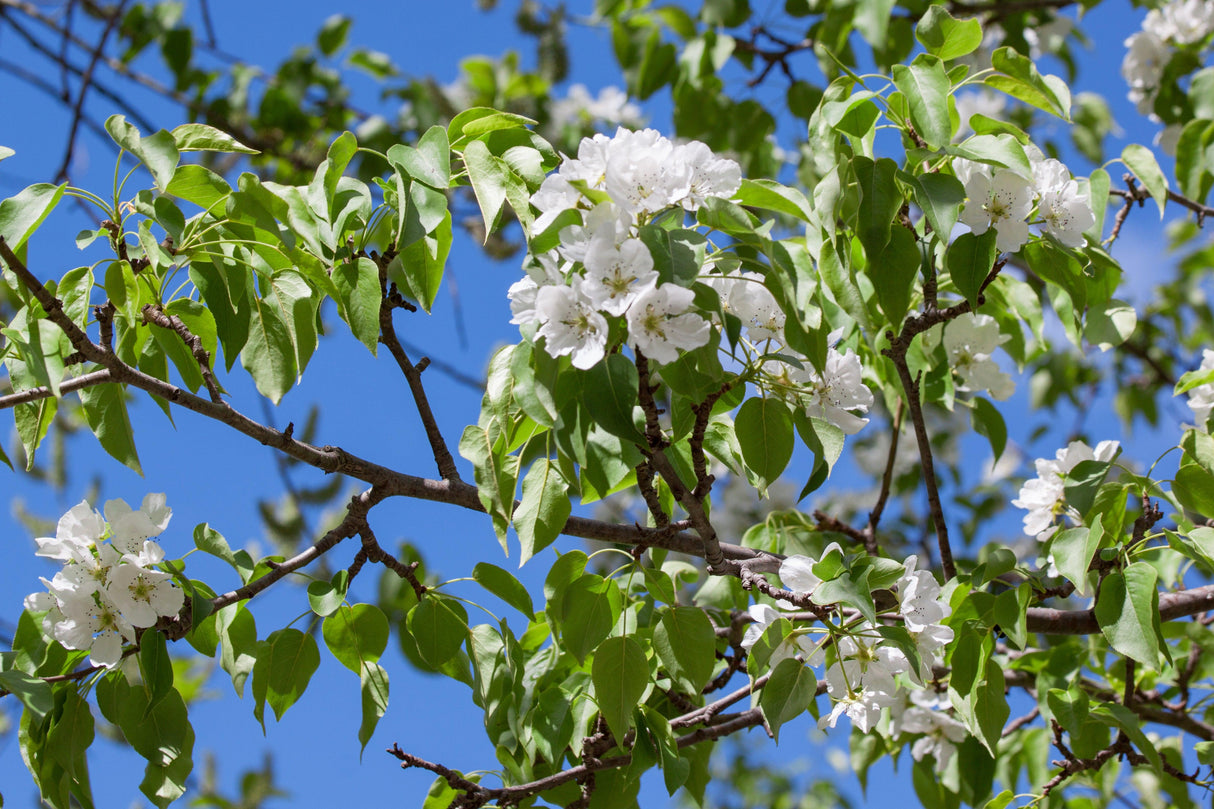 Common Pear Tree - Pyrus communis - Brisbane Plant Nursery