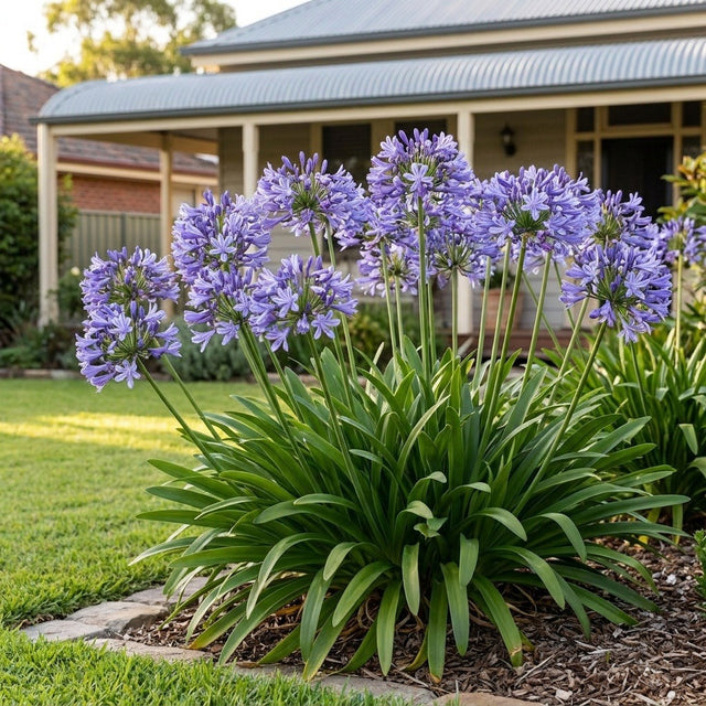 Agapanthus (Agapanthus africanus)