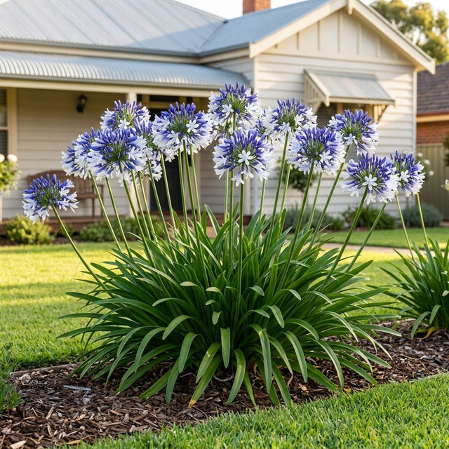 Agapanthus (Agapanthus orientalis)