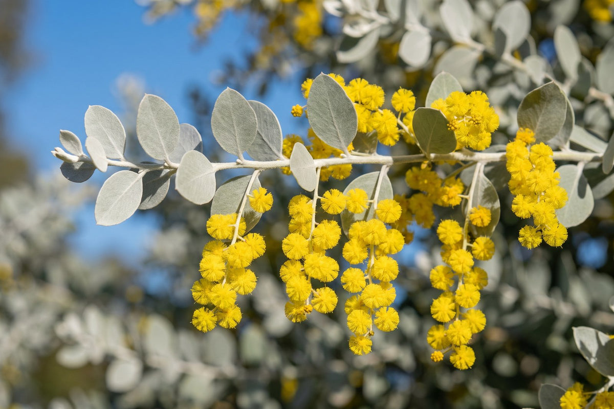 Queensland silver wattle branch with round silver-grey leaves and golden ball flowers
