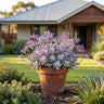 Quicksilver Kalanchoe