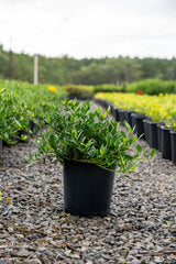 Radicans Gardenia - Gardenia augusta 'Radicans' - Brisbane Plant Nursery