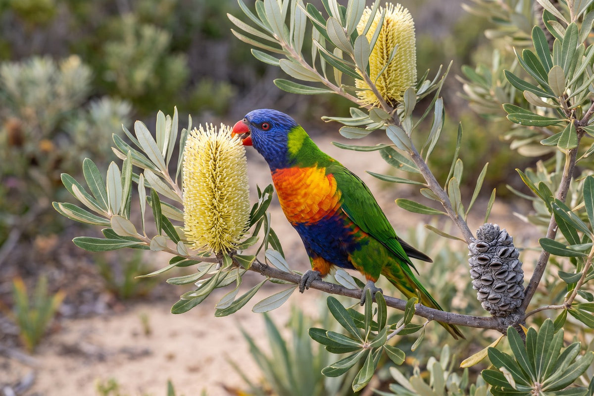 Rainbow lorikeet feeding on a pale yellow coast banksia flower spike