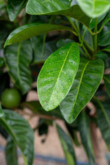 Native Gardenia - Randia fitzalanii - Brisbane Plant Nursery