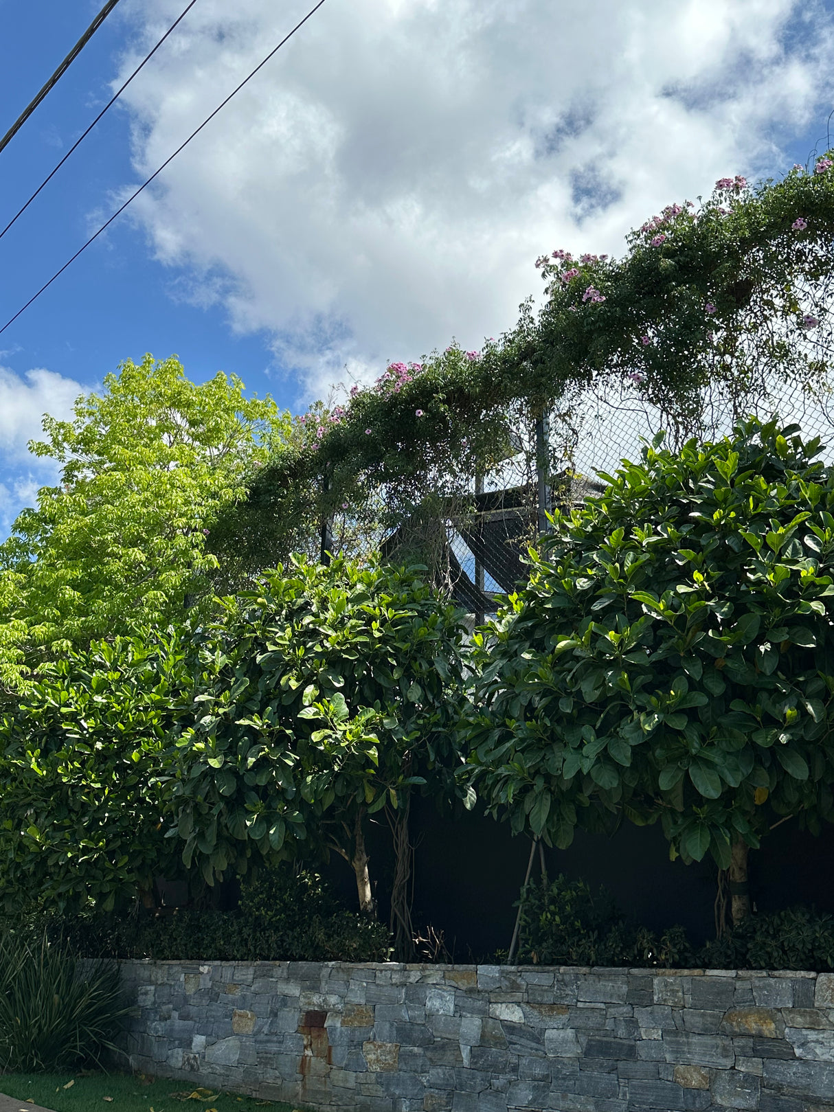 Native Gardenia - Randia fitzalanii