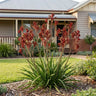 Ranger Kangaroo Paw