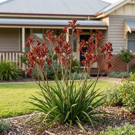 Kangaroo Paw (Anigozanthos hybrid)