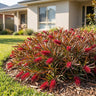 Raptor Grevillea