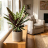 Rattlesnake Calathea
