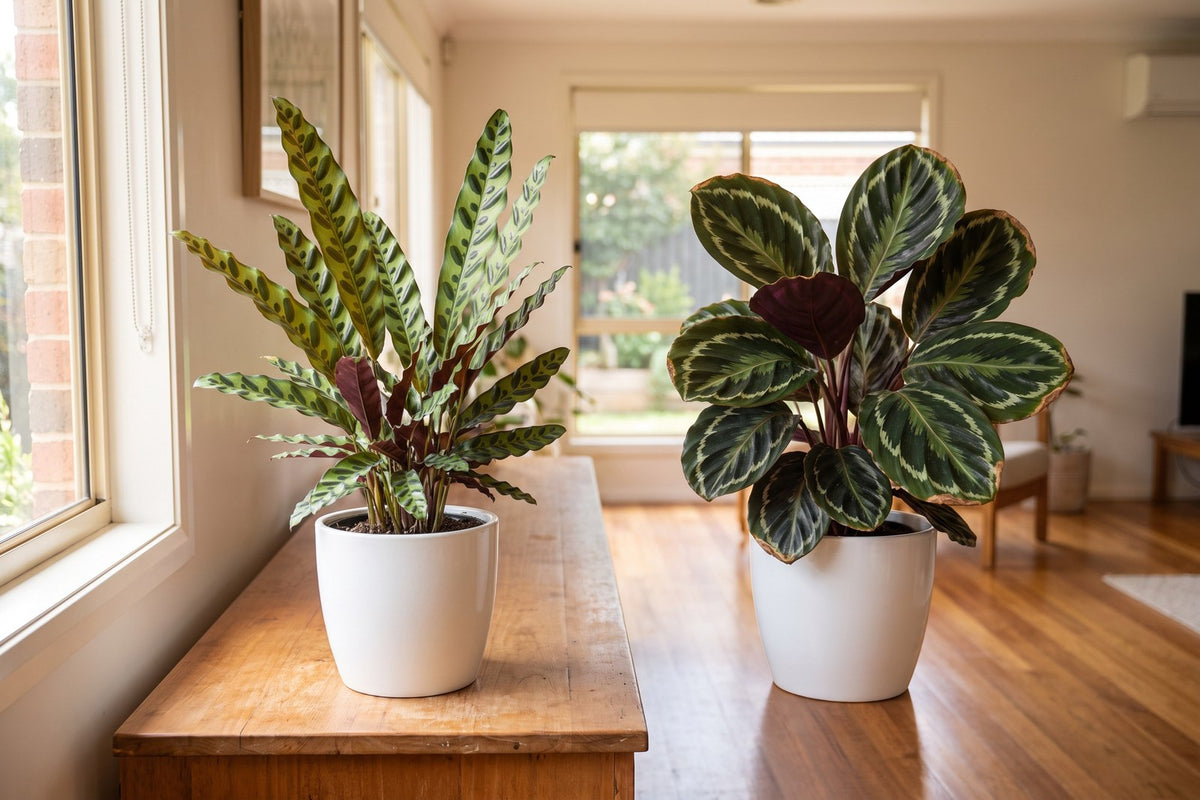 Rattlesnake Plant with clean leaves beside a Peacock Plant Calathea showing crisp brown leaf edges