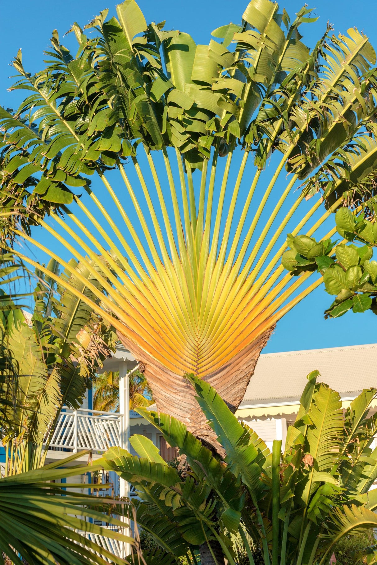 Traveler's Palm - Ravenala madagascariensis - Brisbane Plant Nursery