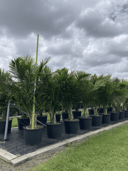 Majesty Palm - Ravenea rivularis - Brisbane Plant Nursery