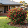 Red Clusters Grevillea
