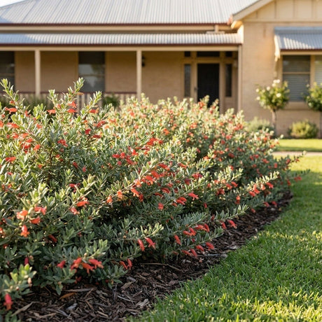 Emu Bush (Eremophila hybrid)