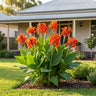 Red Golden Flame Canna