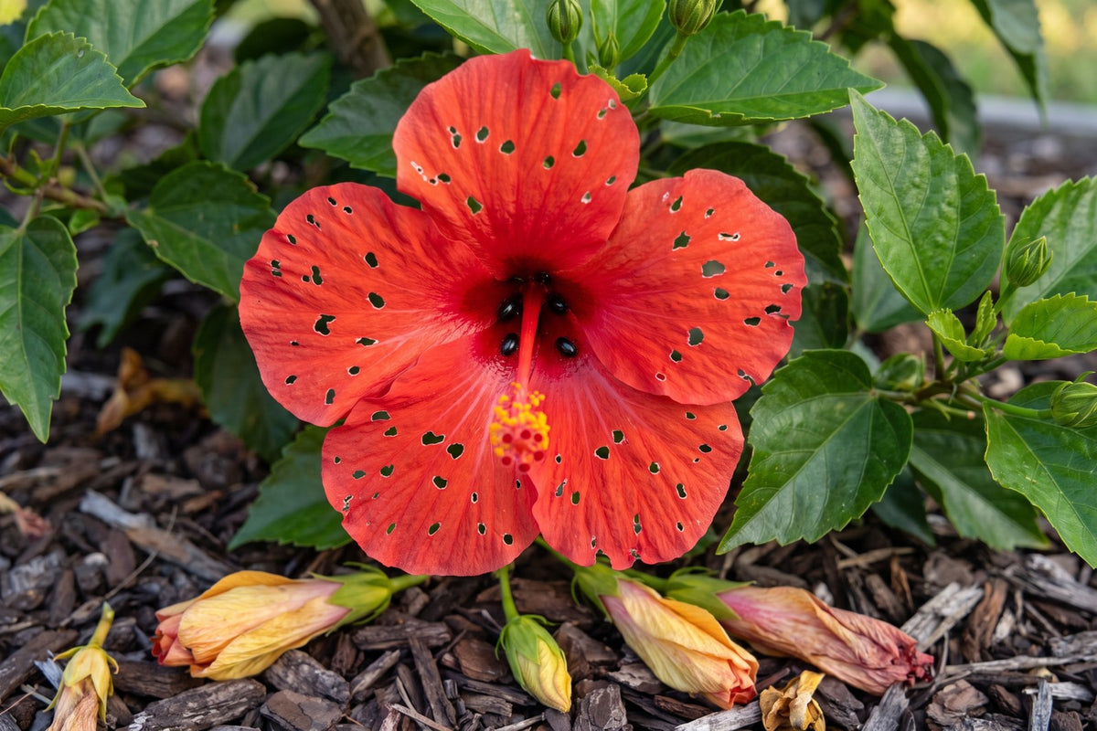 Red hibiscus flower with petals full of small holes from hibiscus beetle, fallen buds on the mulch below
