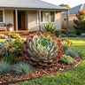 Red Hole Succulent