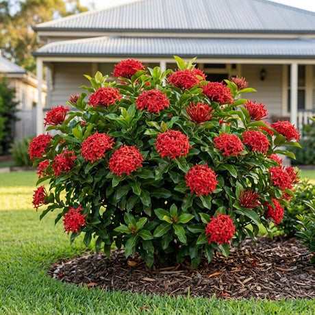 Red Malay Ixora