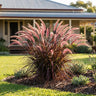 Red Riding Hood Fountain Grass