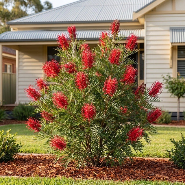 Red Ripper Grevillea (Grevillea 'Red Ripper') growing in a mulched garden bed in front of an Australian home