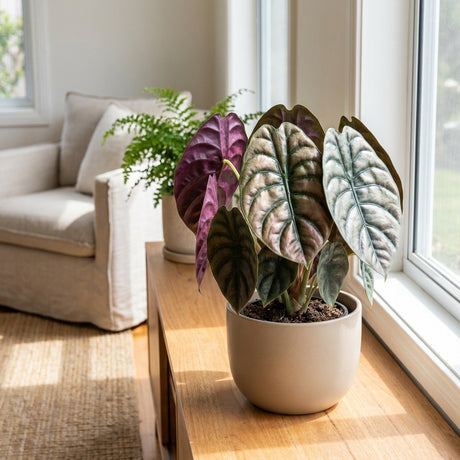 Red Secret Alocasia (Alocasia cuprea)