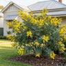Red-stem Wattle