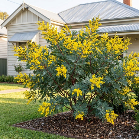 Red-stem Wattle (Acacia rubida)